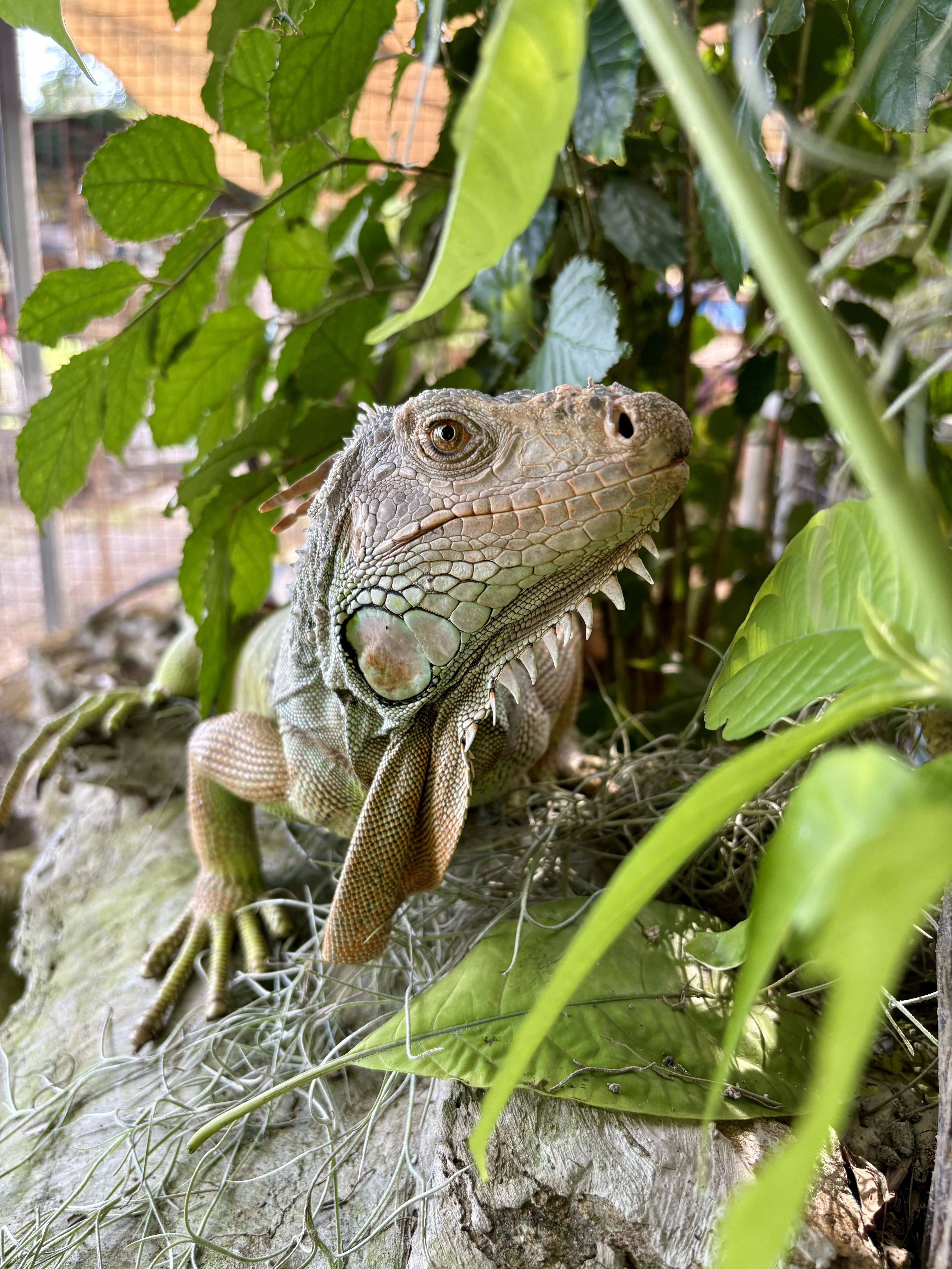 Iguana among tropical foliage at Tree Roots Retreat, Rayong