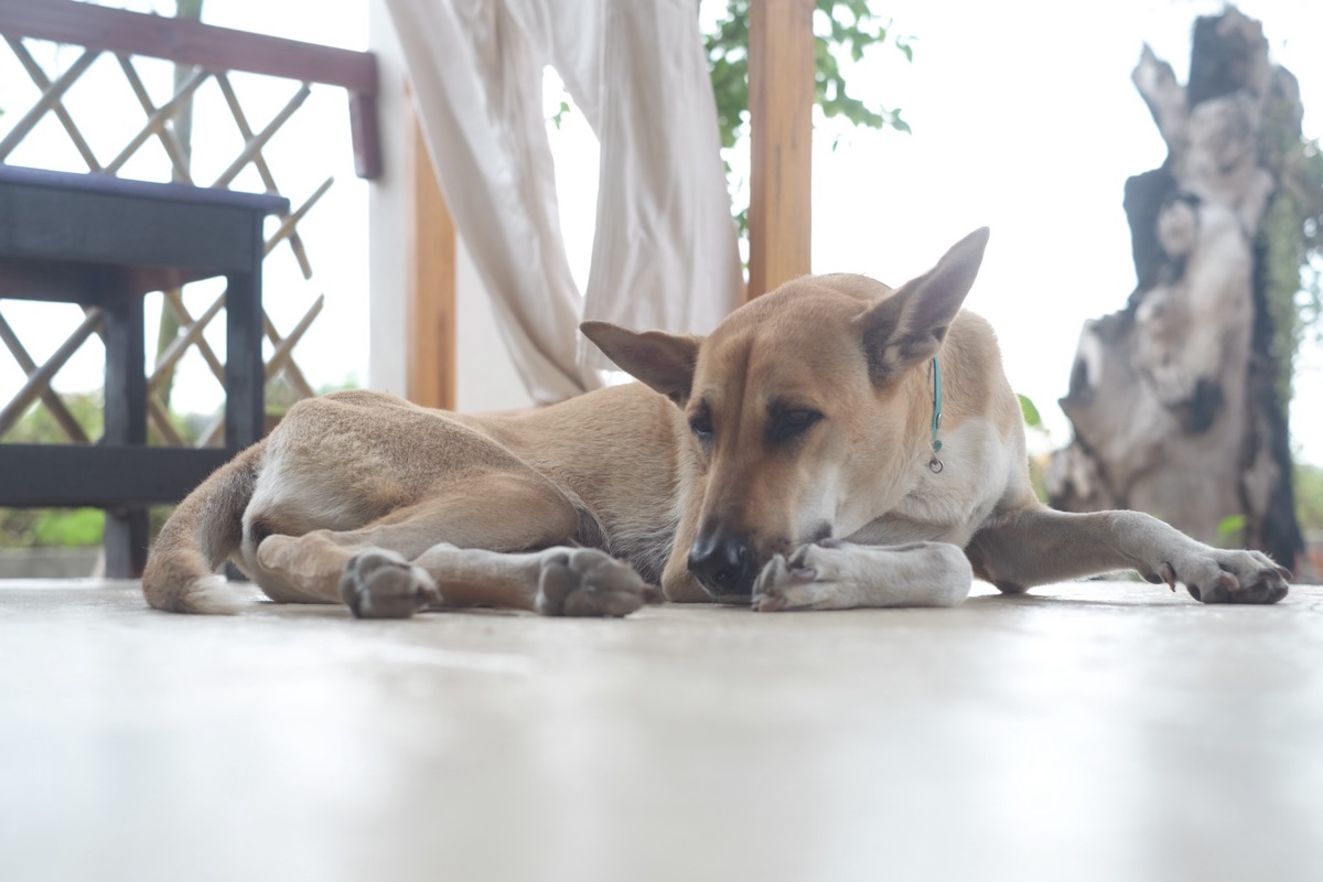 Joy the dog at Tree Roots Retreat garden, Rayong