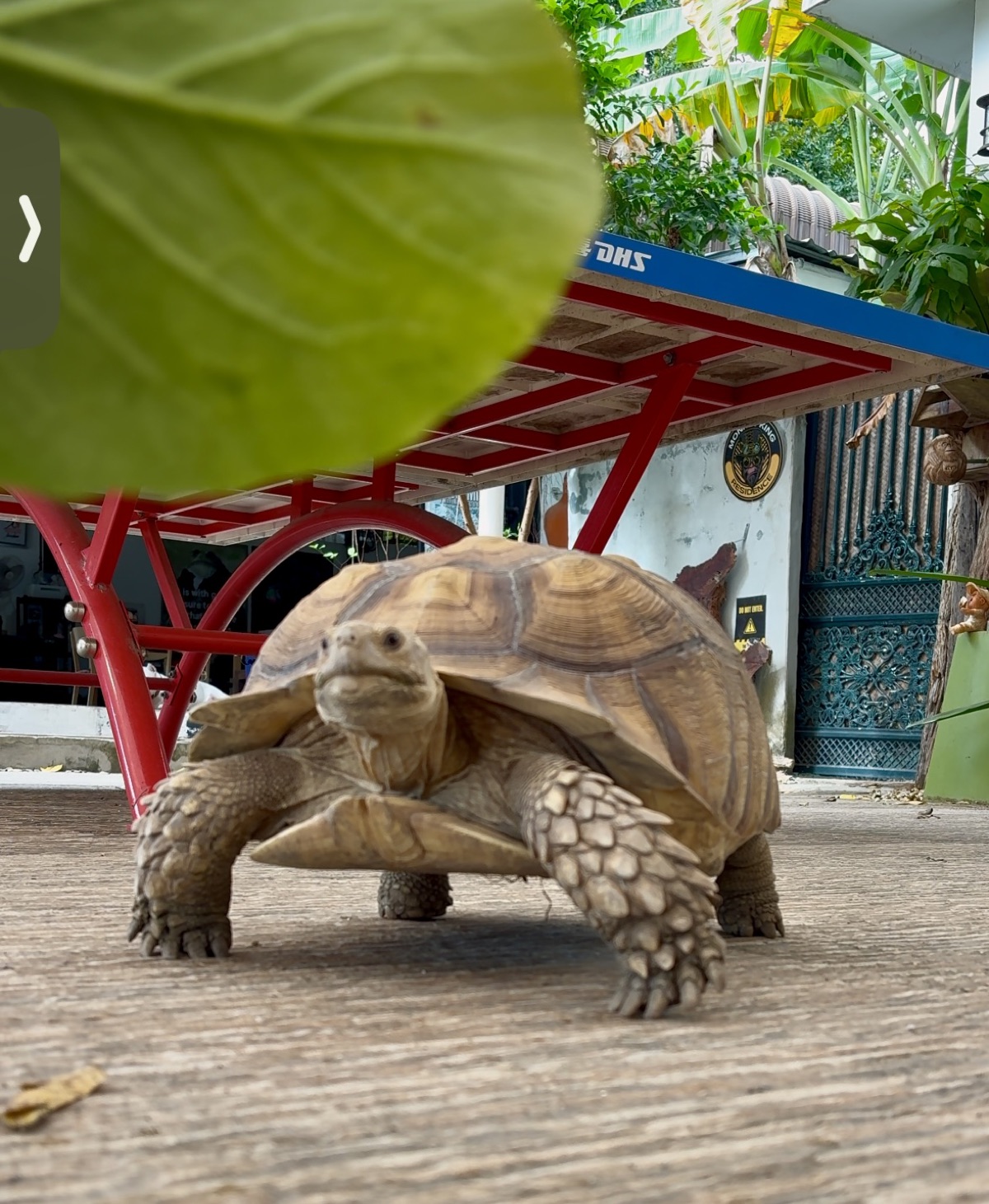 Turbo the tortoise roaming the garden at Tree Roots Retreat, Rayong