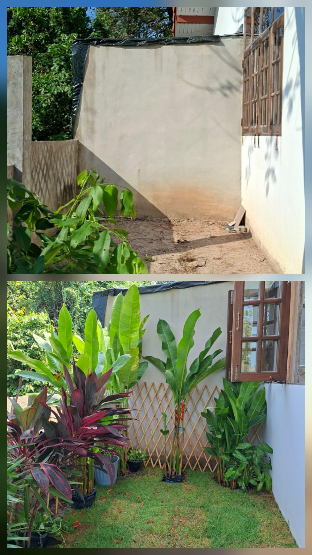 Rear patio garden at a Tree Roots Retreat guest room in Rayong, before and after Claire&rsquo;s redesign &mdash; from bare dirt and concrete to tropical foliage and cordyline.